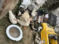 Ducks — photo 6