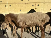 Қой, Arashan sheep — 3-сурет
