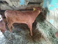 Bulle, Simmental cattle — Foto 3