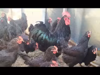 Australorp — Foto 1