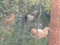 Chickens — الصورة 6