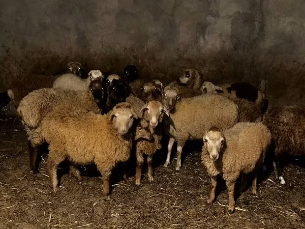 Ovejas (lote, sexo no especificado), Ovejas
