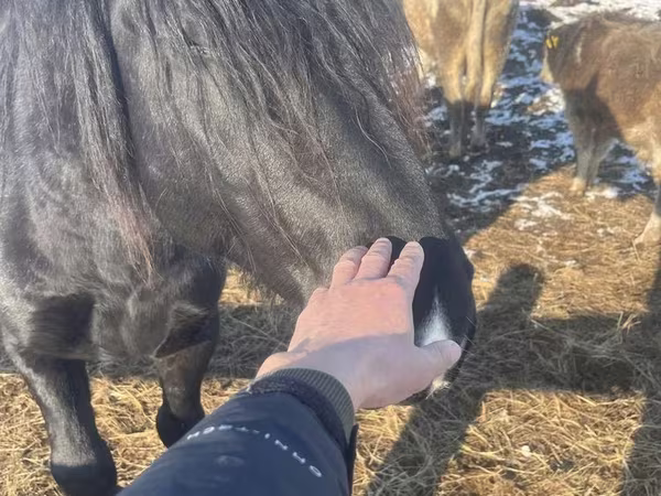 At, Percheron