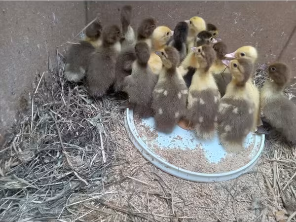 Ducks