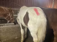 公马, Yakutian horse — 照片 5