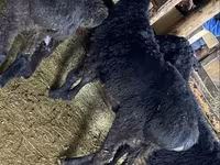 公羊, Sheep — 照片 1