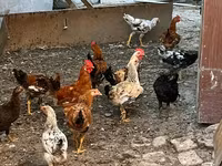 Chickens — الصورة 1
