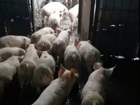 Қабан, Шошқалар — 2-сурет