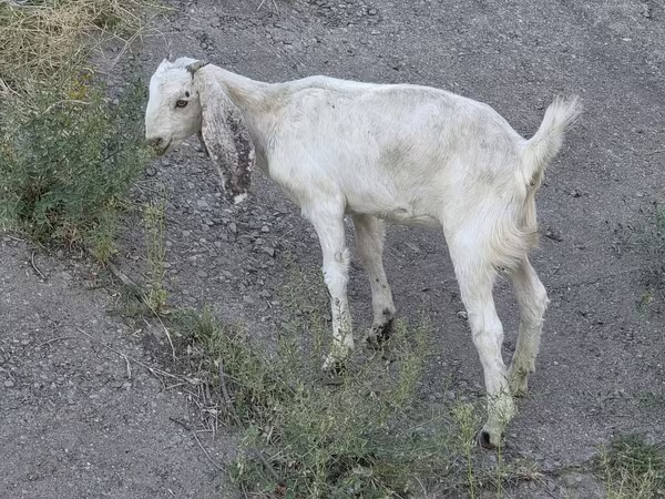 Ziege, Beetal goats
