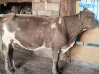 بقرة, Latvian Blue cattle — الصورة 8