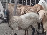 मेढ़ा, भेड़ — फ़ोटो 2
