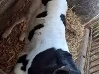 公牛, Russian Black pied cattle — 照片 2