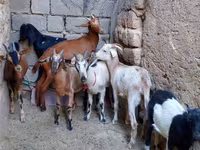 Dişi keçi, Alpine goat — foto 2