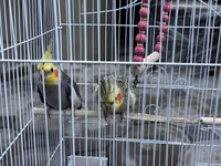 Nimfa (Cockatiel) cütlüyü və qəfəs dəsti - Növ: Nimfa tutuquşusu — photo 3