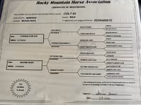 At, Rocky Mountain Horse — foto 5