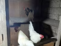 Chickens — الصورة 2