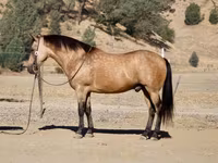 حصان, Quarter Horse — الصورة 8