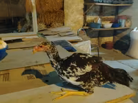 Chickens — الصورة 1