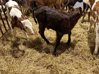 بقرة, Simmental cattle — الصورة 3