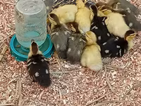 Ducks — फ़ोटो 3