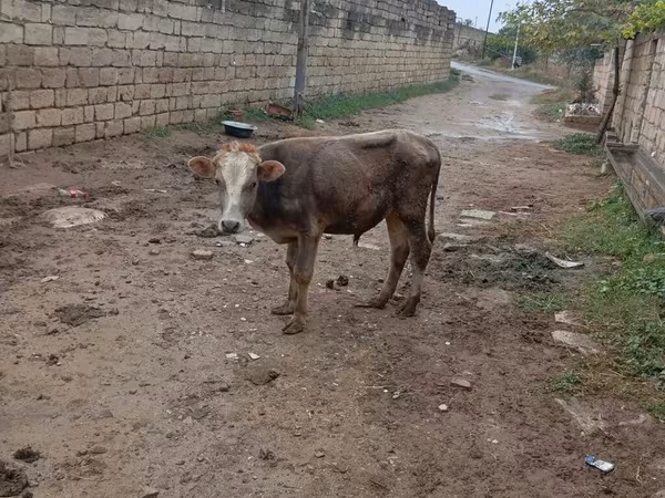 ثور, الماشية