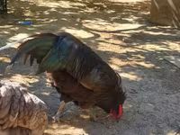 Gallo de pelea de fosa australiano — foto 6