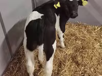 İnək, Russian Black pied cattle — foto 6