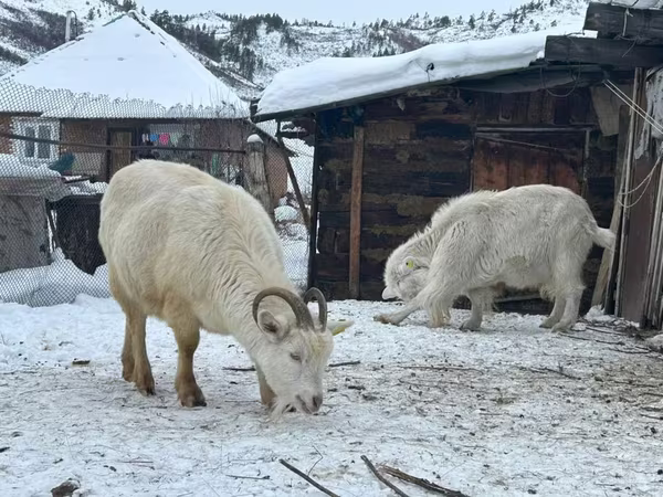 Коза, Saanen goat