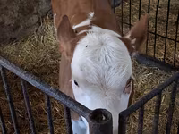Kuh, Charolais cattle — Foto 2
