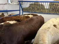 بقرة, Simmental cattle — الصورة 3