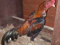 Chickens — Foto 3