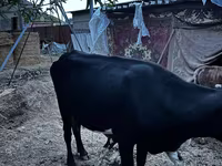 Сиыр, Latvian Blue cattle — 6-сурет