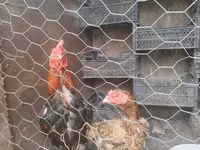 Chickens — الصورة 2