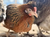 Chickens — 2-сурет
