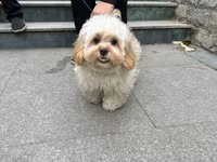 Maltipu – 2 yaş, peyvəndləri olunub. - Cins: Maltipoo (Maltese x — foto 3