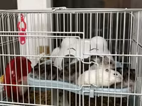 Salam Qəfəs qarisiq satılır 8 Ədəd Hamster var içərsində. Gelen ay — фото 3