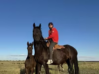 Stute, Friesian — Foto 8