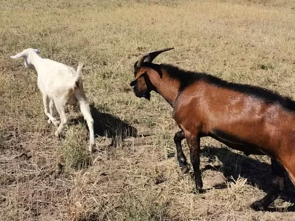 公山羊, Nubian Goat