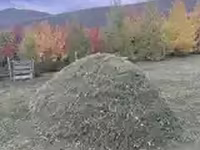 5-н айлын хашааны хадсан өвс — Foto 3