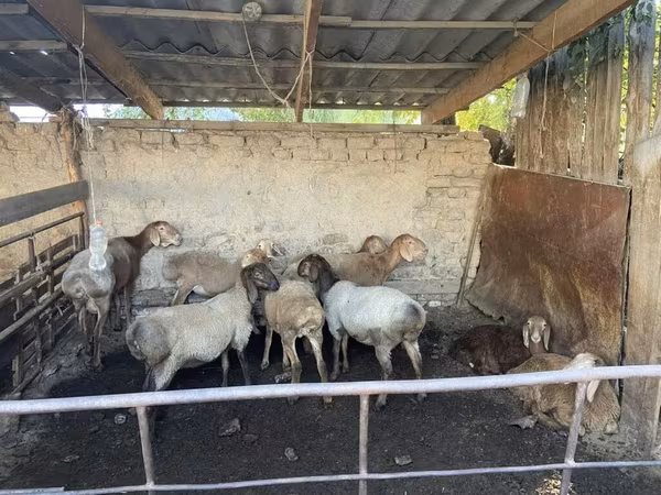 Qoʻy, Rhon sheep