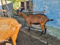عنزة, Alpine goat — الصورة 2