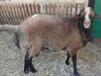 Ram, Sheep — photo 3
