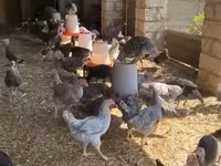 Chickens — 3-rasm