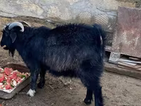 تيس, Alpine goat — الصورة 1