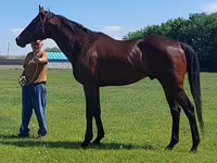Hengst, Thoroughbred horse — Foto 5
