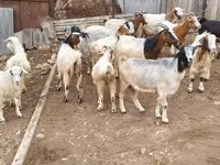 Ziege, Damask goat — Foto 1