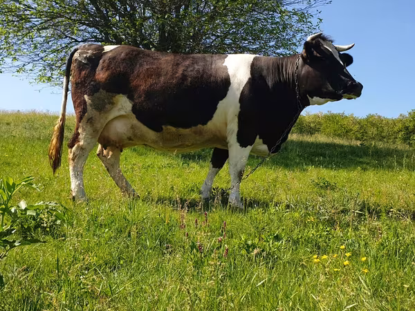 Бұқа, Голштин тұқымы