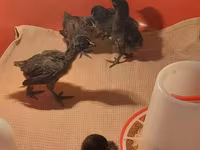 Chickens — 照片 8