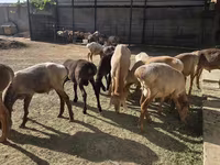 Widder, Arashan sheep — Foto 4