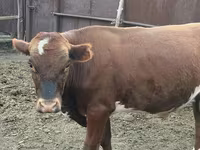 Bull, Kazakh White-headed cow — photo 2